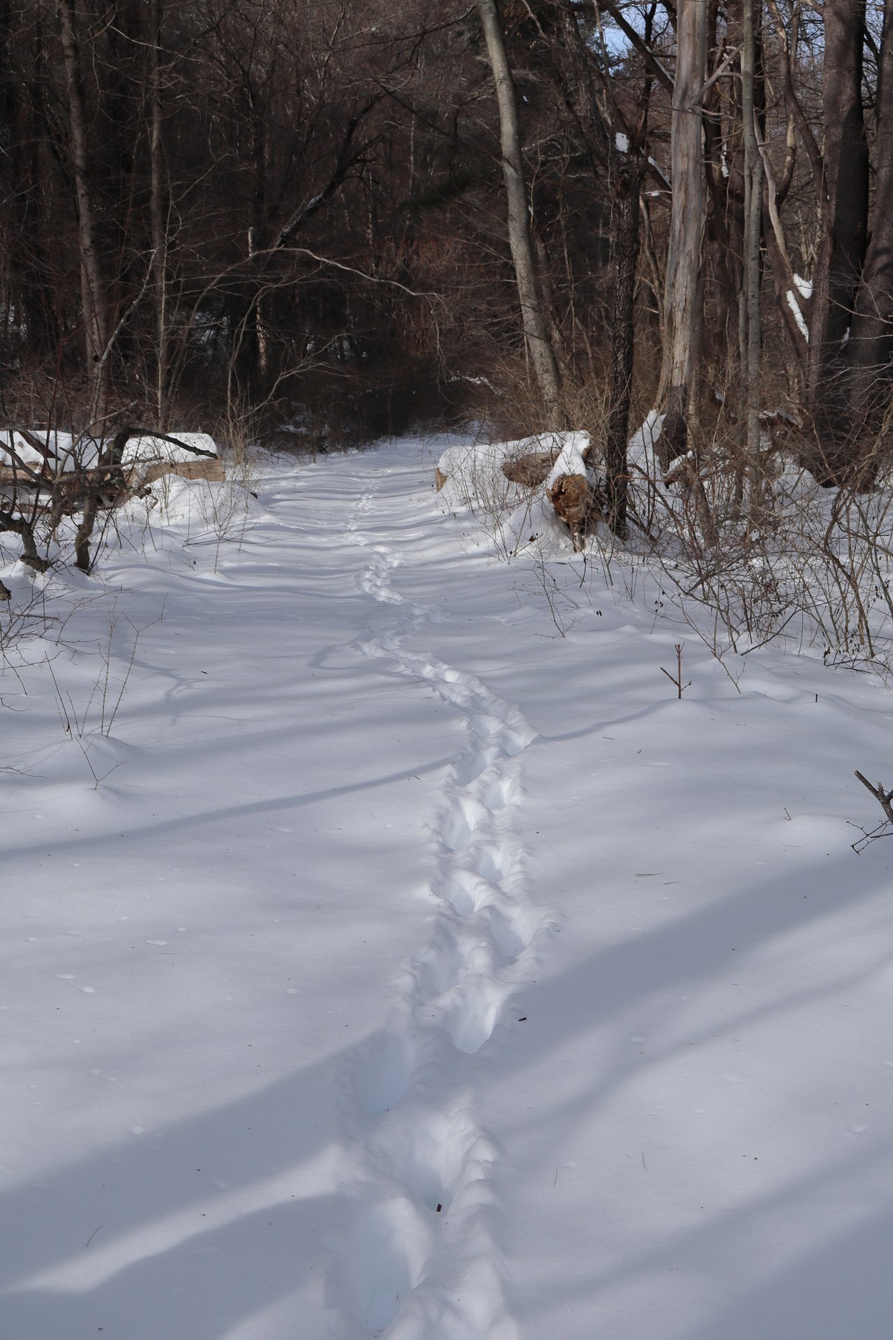 A line of paired heart-shaped hoof prints pressed into fresh snow along a woodland trail between bare trees