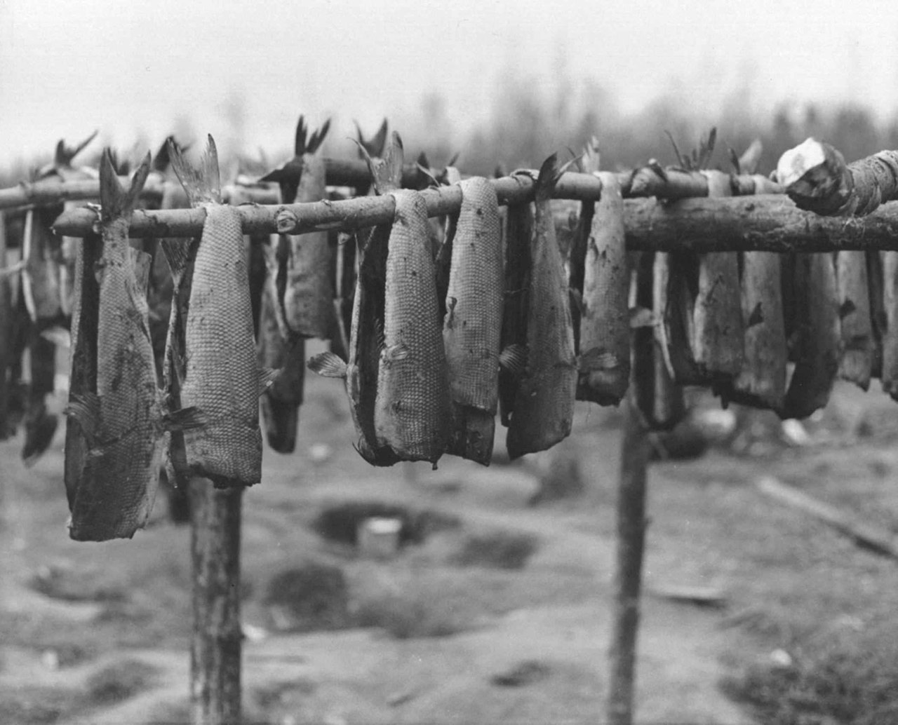 Split fish hung in rows over a horizontal wooden pole outdoors, drying in open air above bare ground