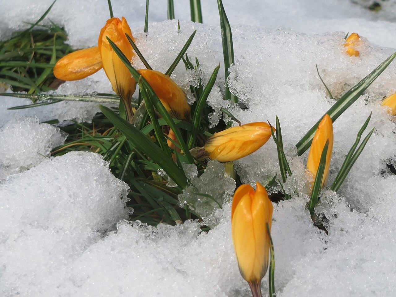 Bright orange crocus buds and green leaves pushing up through wet, melting snow
