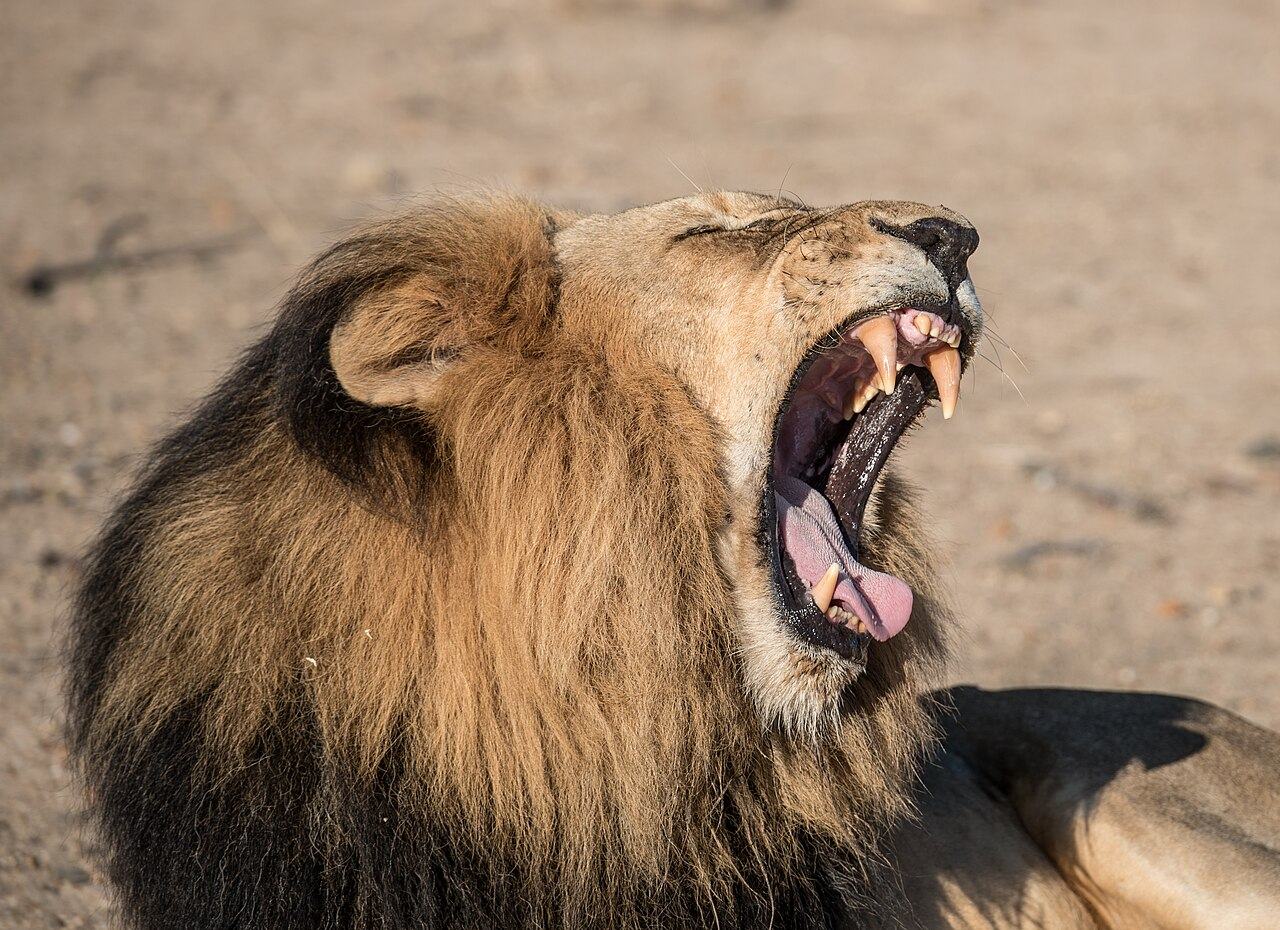 A close side view of a male lion with a thick dark mane, eyes shut and mouth stretched wide open showing its long canine teeth and tongue