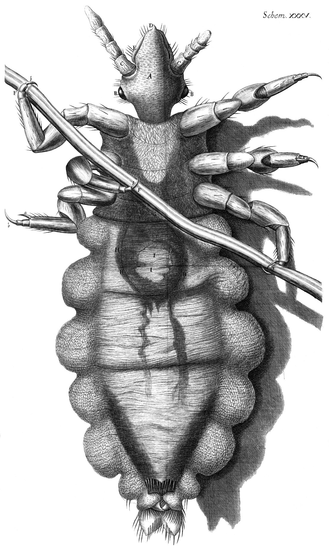 A finely shaded seventeenth-century engraving of a louse seen from above, six jointed legs ending in hooked claws, holding a single human hair that crosses the picture diagonally