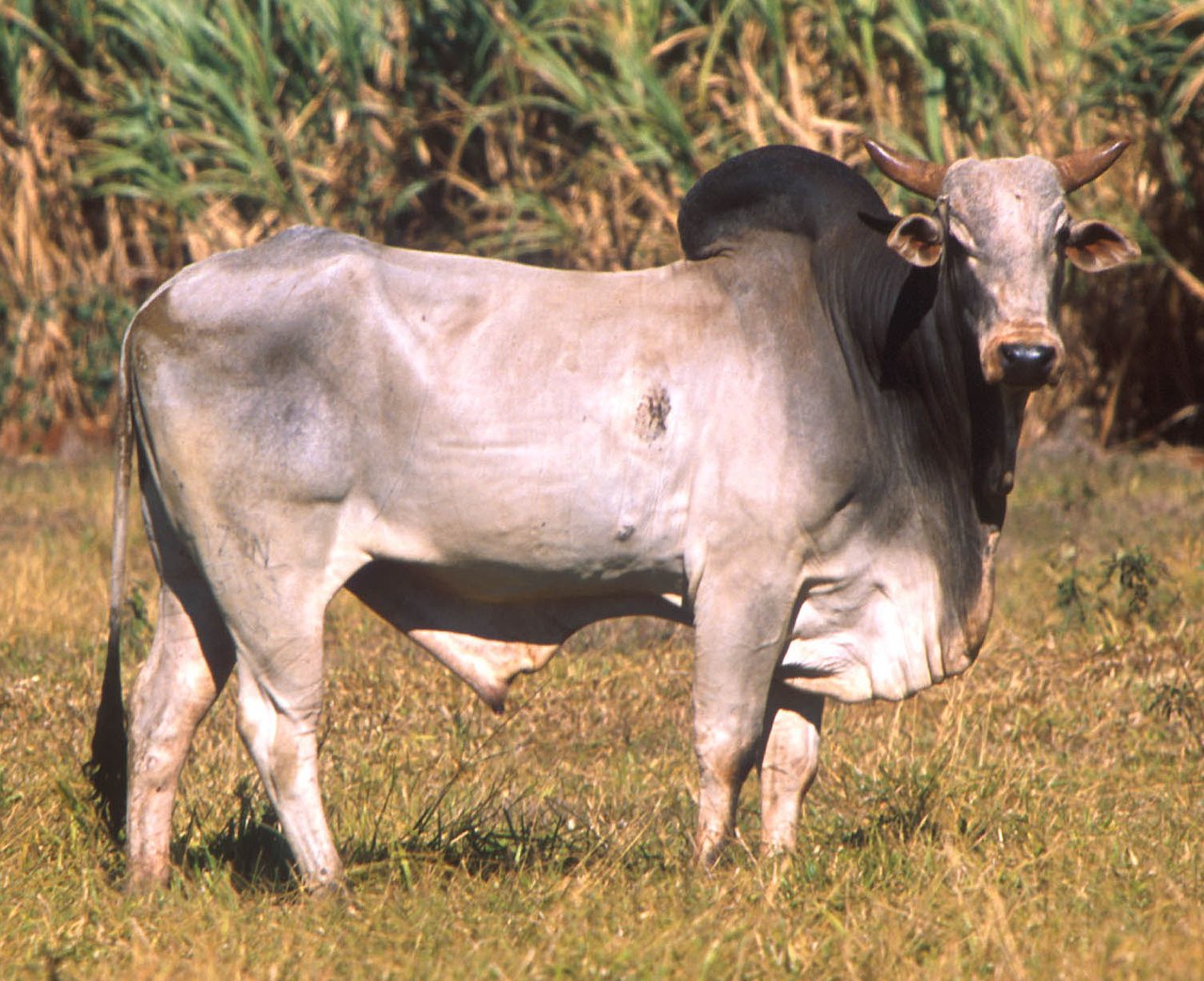 A large pale-gray humped bull with a heavy neck and short horns stands in a grassy field, seen from the side, with tall green plants behind it
