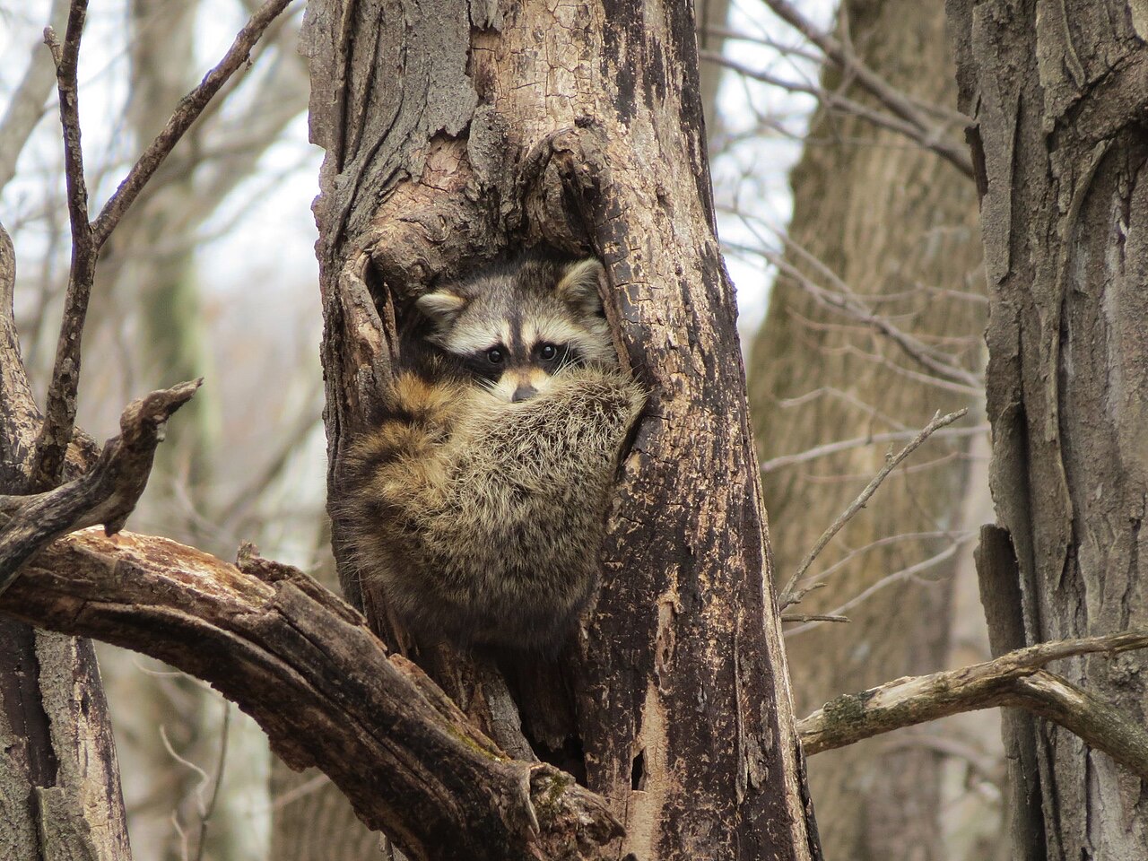 A color photograph of a raccoon looking out of a large healed-over hollow in the trunk of a bare tree, with other bare trunks behind it