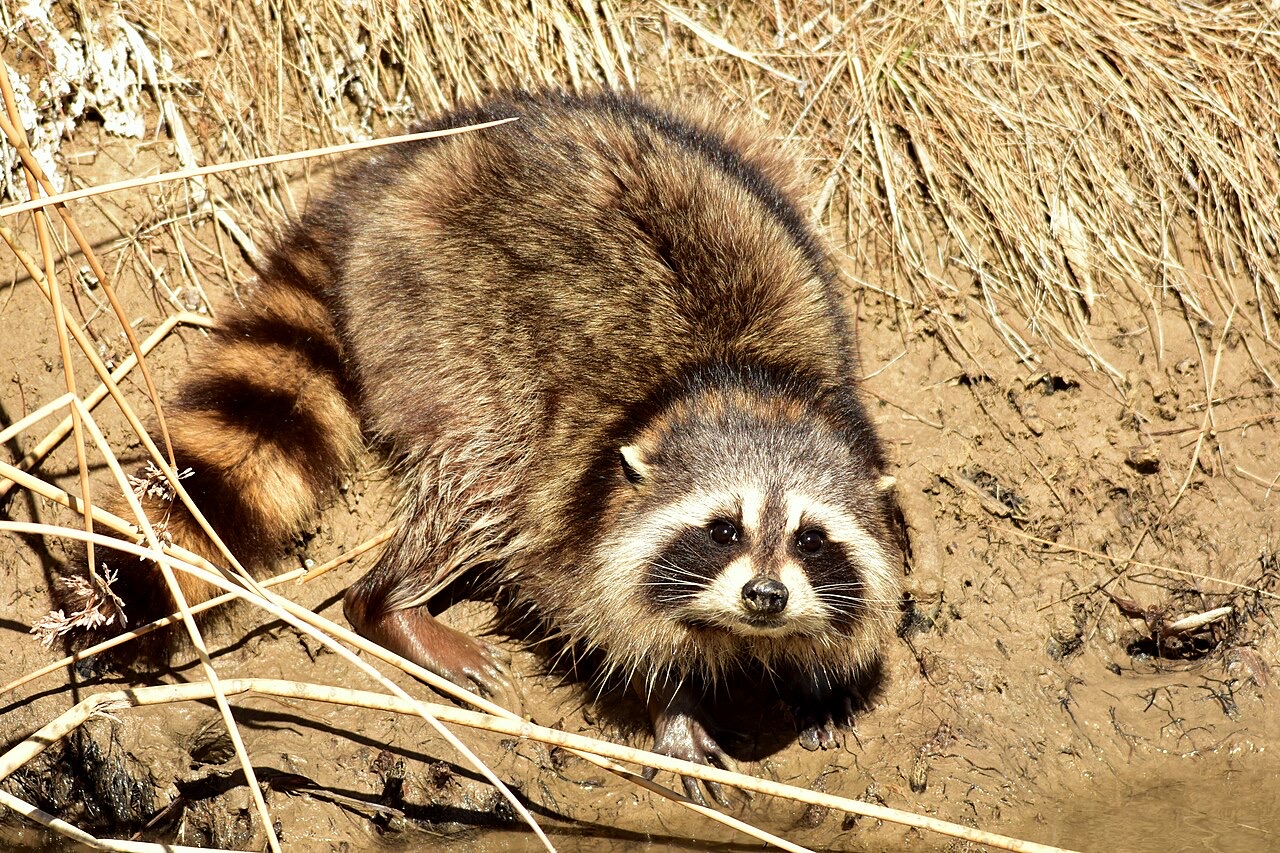 A color photograph of a raccoon crouched low on wet mud at the water's edge, its long dark front fingers spread flat on the ground, with prints pressed into the mud around it