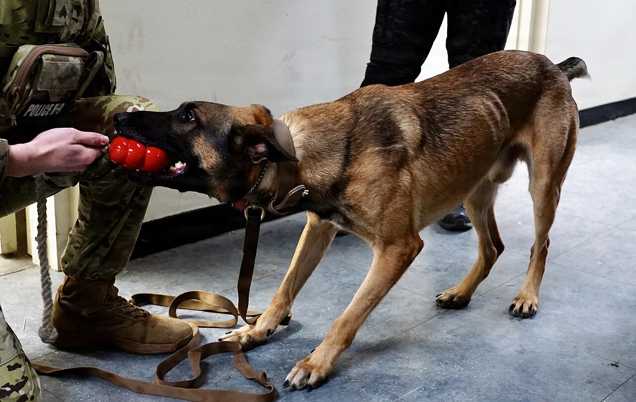A color photograph of a handler in camouflage crouching to hand a red rubber reward toy to a tan working dog on a lead, the dog gripping the toy in its teeth