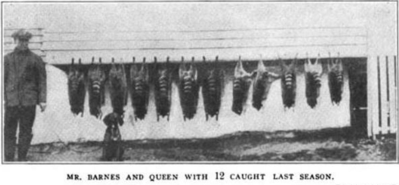 A grainy black-and-white magazine photograph of twelve raccoon hides hung in a row along a shed wall, with a man standing at the left and a small hound in front of them