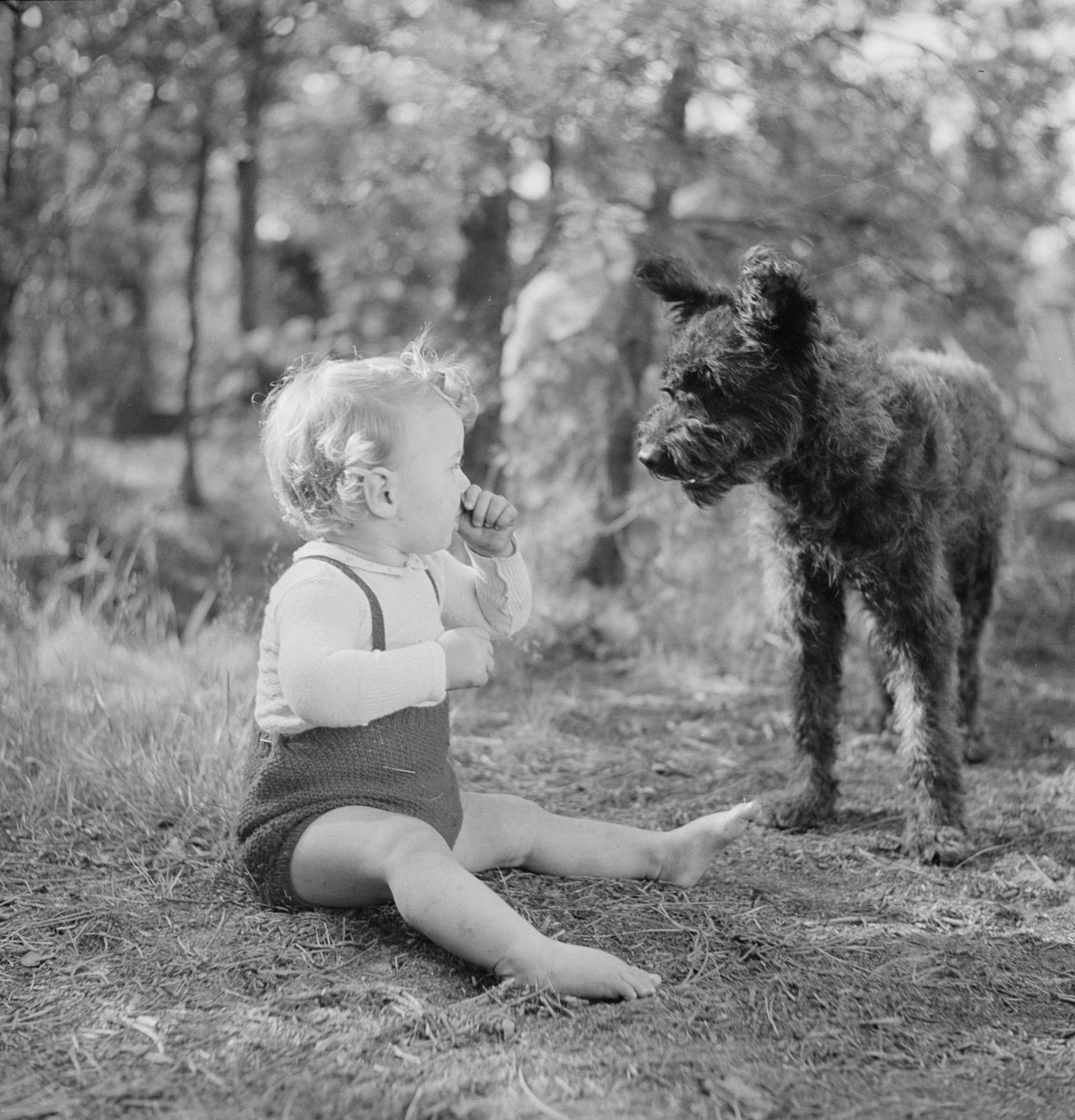 A black-and-white photograph of a small child in shorts sitting on pine needles under trees, sucking a thumb, while a shaggy dog stands watching