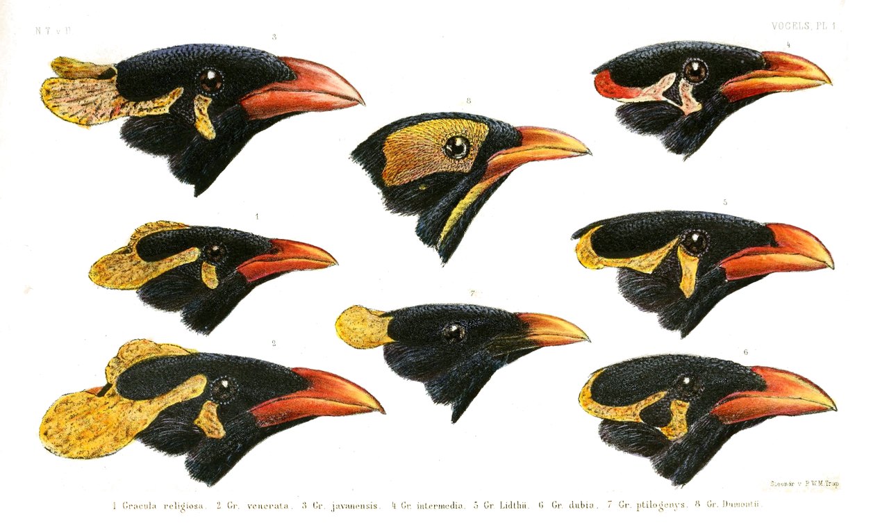 A hand-colored scientific plate showing eight glossy black bird heads with orange beaks and bright yellow patches of bare skin around the eyes and neck