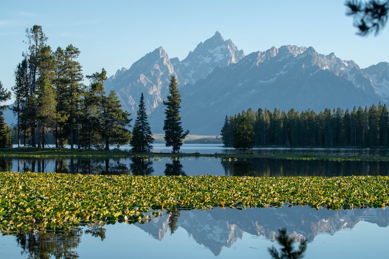 A still pond in the foreground with pine forest behind it and the sharp snow-streaked peaks of the Teton Range rising beyond, under a blue sky