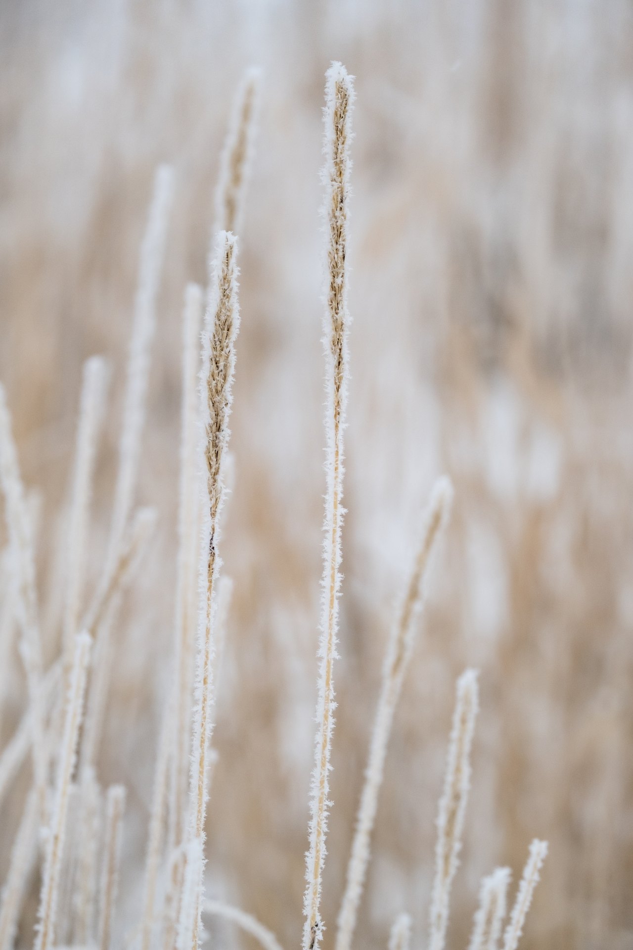 A close photograph of tall dry grass stems standing in a frozen field, every stem furred with white spikes of hoar frost
