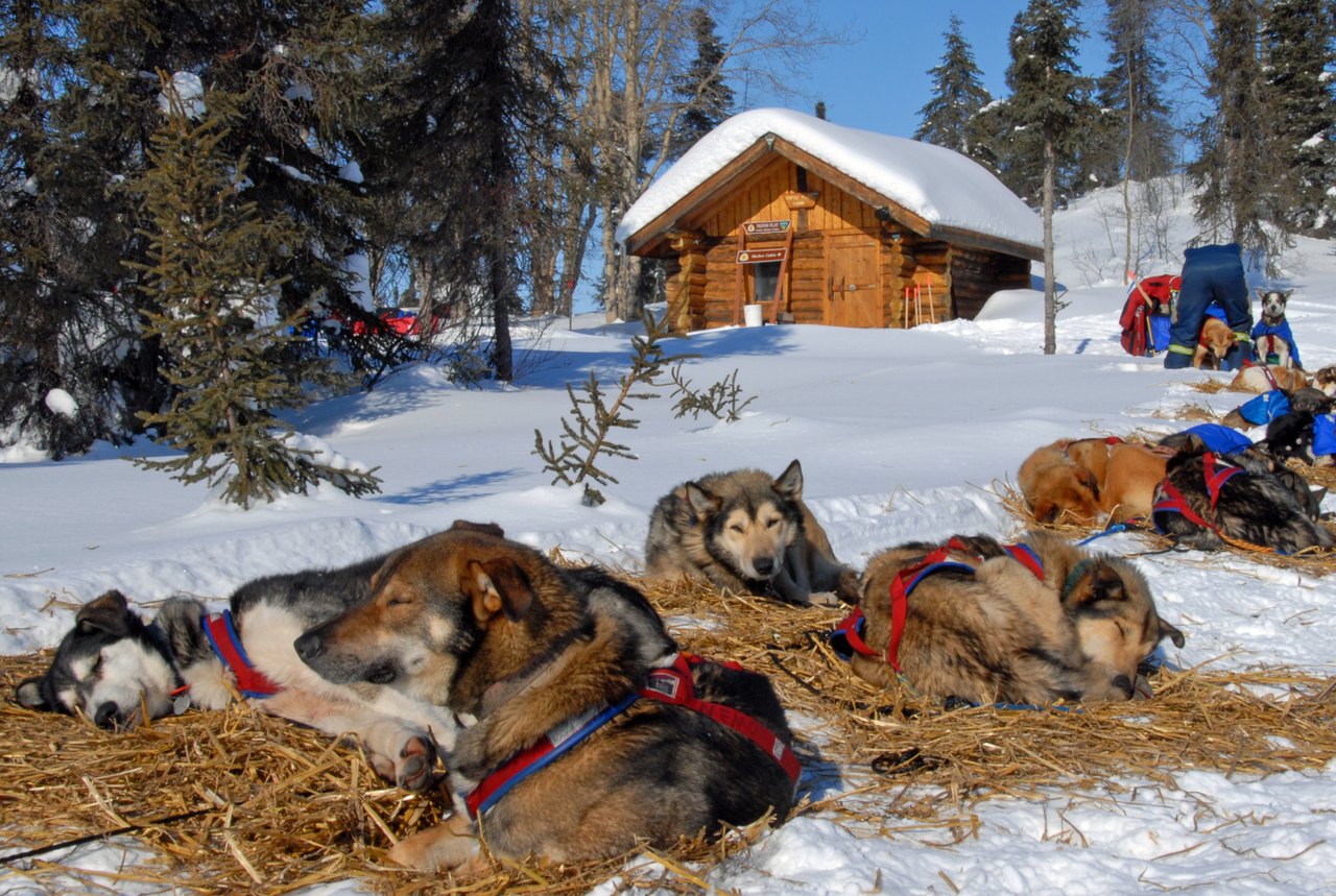 Sled dogs in harness lying on straw in the snow outside a log cabin, some curled asleep and some with heads raised, resting between runs