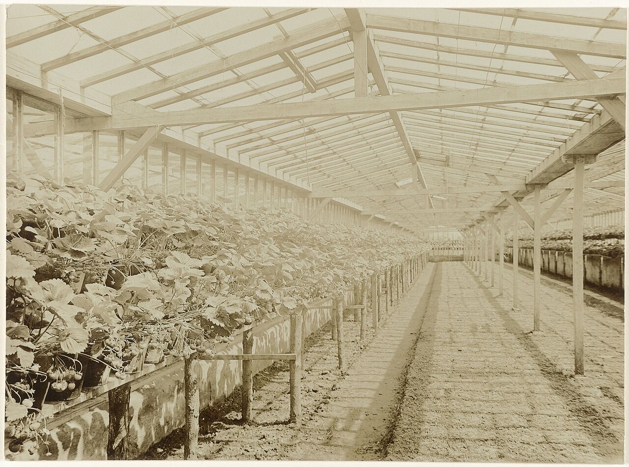 A sepia photograph looking down the length of a glasshouse: a glazed roof on wooden framing, long benches on the left crowded with potted strawberry plants in fruit, and a bare earth path down the middle