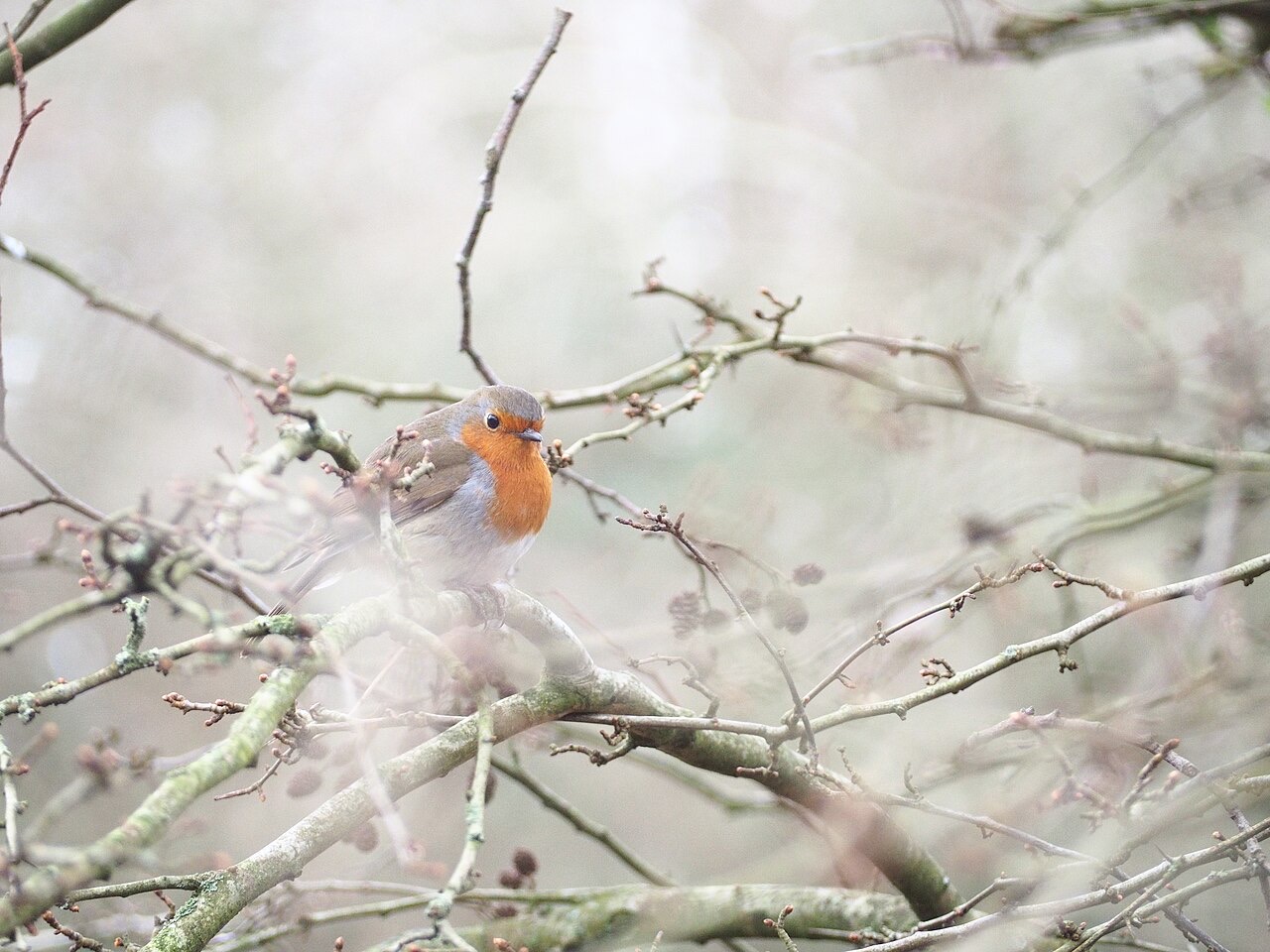 A European robin with an orange-red face and breast and a rounded gray-brown body, perched on a bare twig among a tangle of winter branches in soft pale light