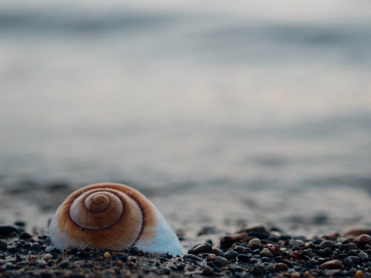 A close-up of a brown-and-white spiral snail shell resting on wet pebbles at the water's edge, with blurred water behind