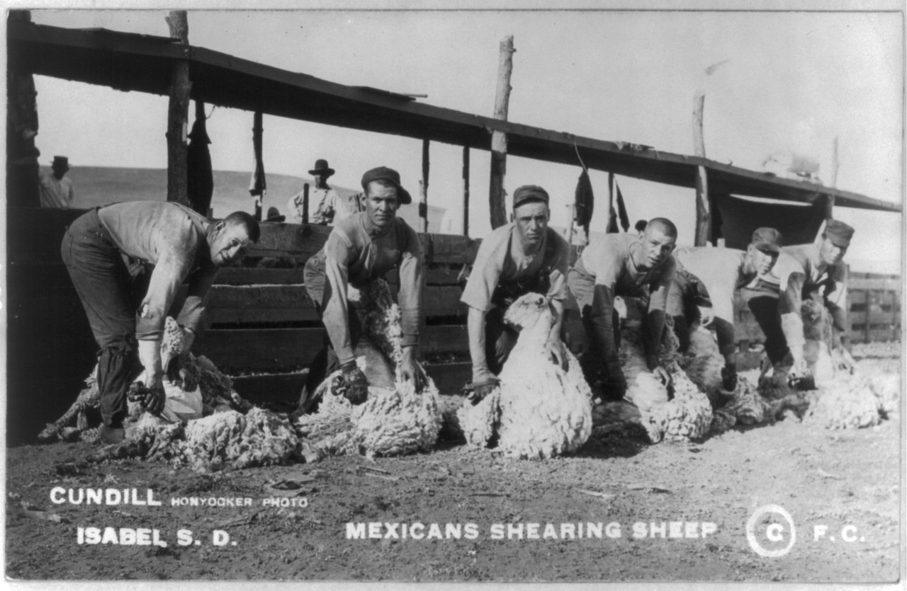 A black-and-white 1911 photograph of six men bent over sheep on the ground in a fenced pen, clipping fleece by hand, with a shed behind them