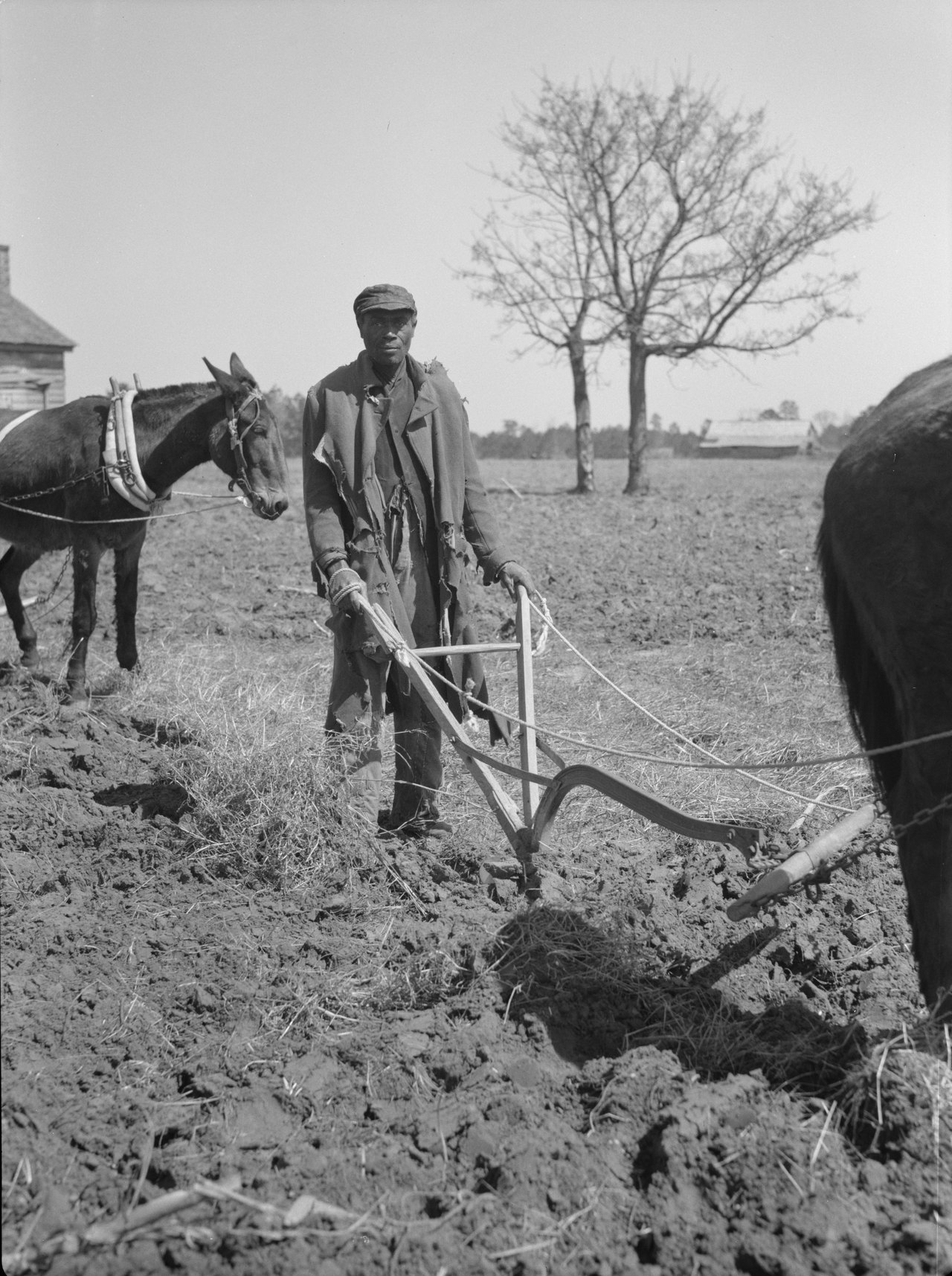 A black-and-white 1937 photograph of a farmer in a cap gripping the handles of a walking plow pulled by a mule across a bare field, a tree and farmhouse behind