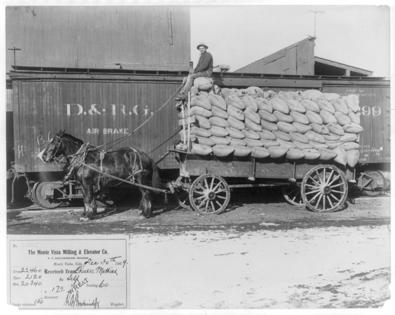 A black-and-white 1910 photograph of two horses hitched to a wagon piled high with sacks of wheat, a man sitting on top of the load beside a railroad boxcar