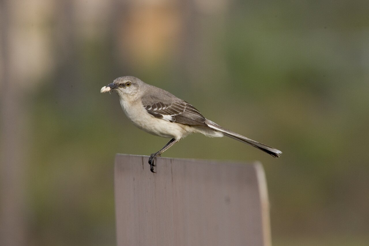 A slim gray northern mockingbird with white wing bars and a long tail perched on a weathered post, holding food in its beak