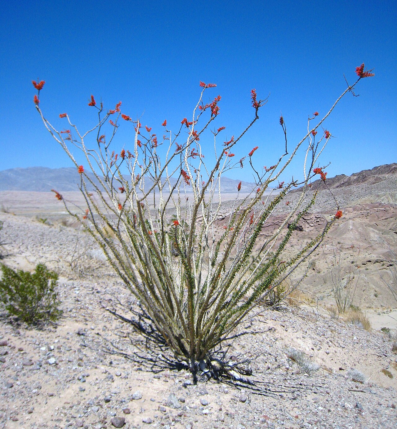 A whole ocotillo growing in stony desert: a dozen long bare thorny canes fanning up from one base, each tipped with a cluster of scarlet flowers, with dry hills behind