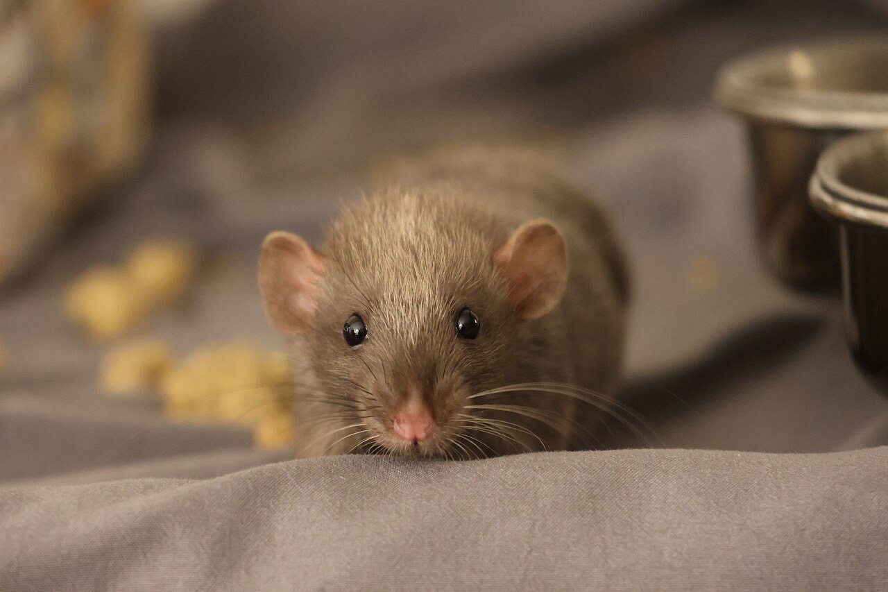 A young gray pet rat with round ears and dark eyes looking straight at the camera over a fold of gray fabric, food bowls blurred behind it
