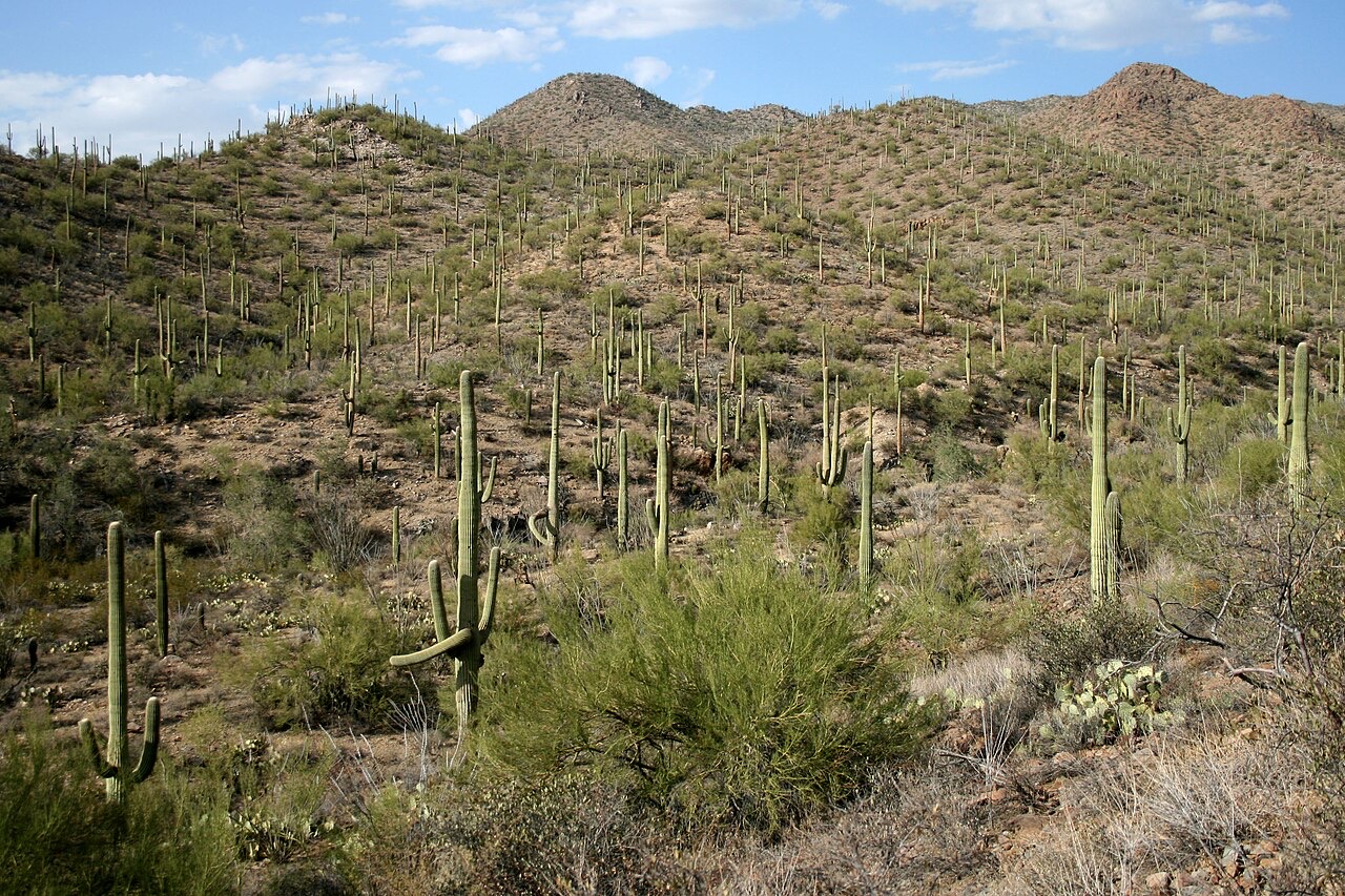 A desert hillside covered in hundreds of tall saguaro cactuses, many with raised arms, under a blue sky with scattered clouds