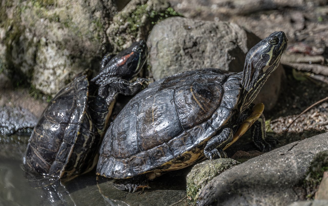 Two dark-shelled turtles with red stripes behind their eyes rest on wet gray rocks beside water, the nearer one stretching its neck forward