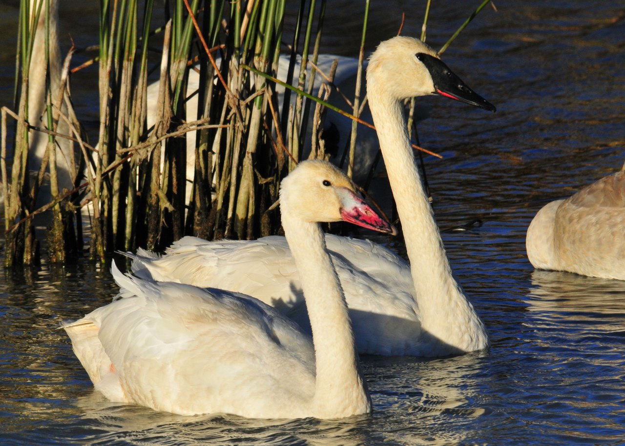 An adult trumpeter swan swimming among reeds with a small pale cygnet close beside it, both reflected in dark still water