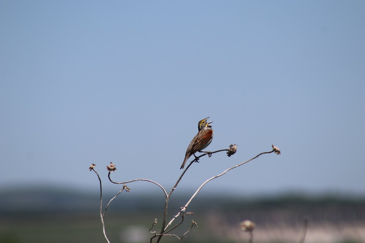 A small streaked songbird perched on a bare stem against a blue sky, head tipped back and beak wide open in mid-song