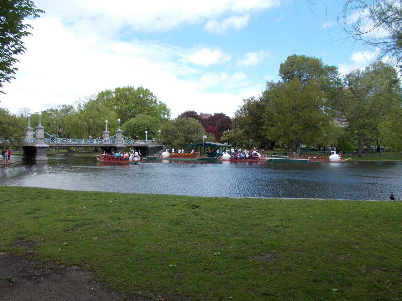 A green city lagoon in spring, with a small fleet of white swan-shaped pedal boats carrying passengers past a stone bridge and flowering trees