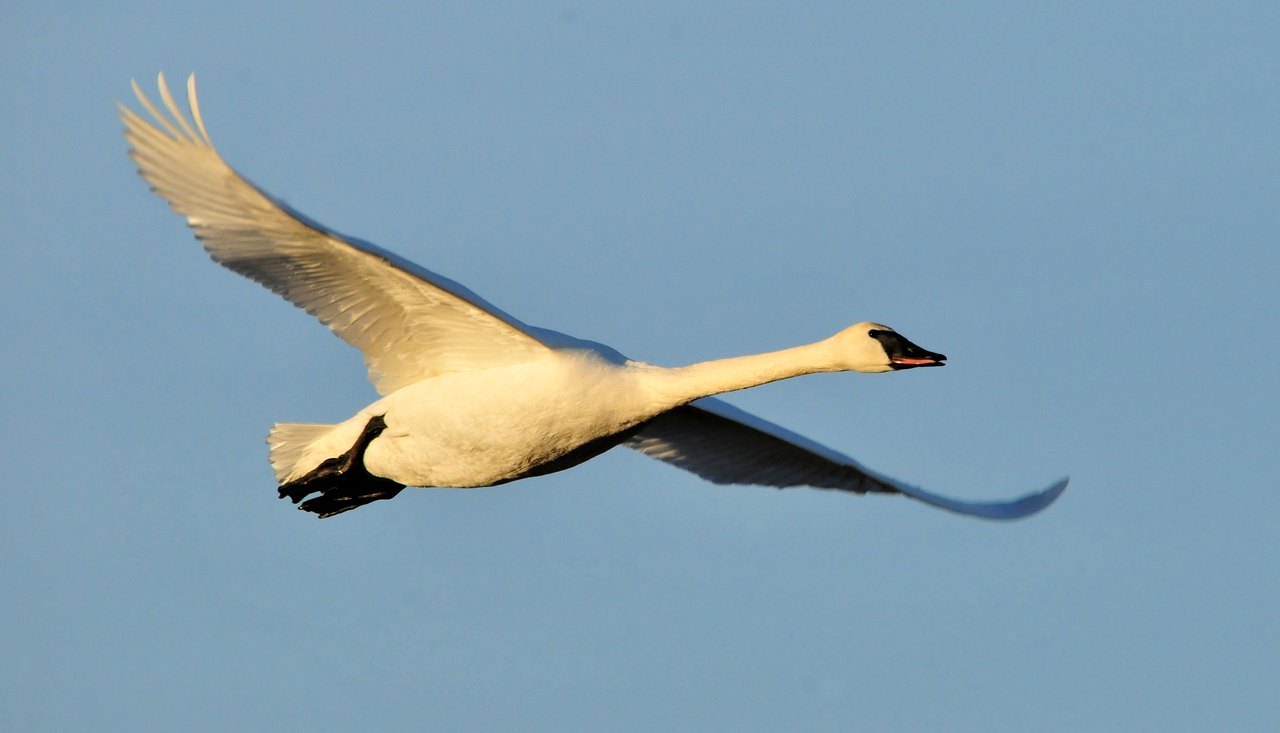 A trumpeter swan in level flight against a pale sky, neck stretched straight ahead and both wings fully spread showing the long stiff outer feathers