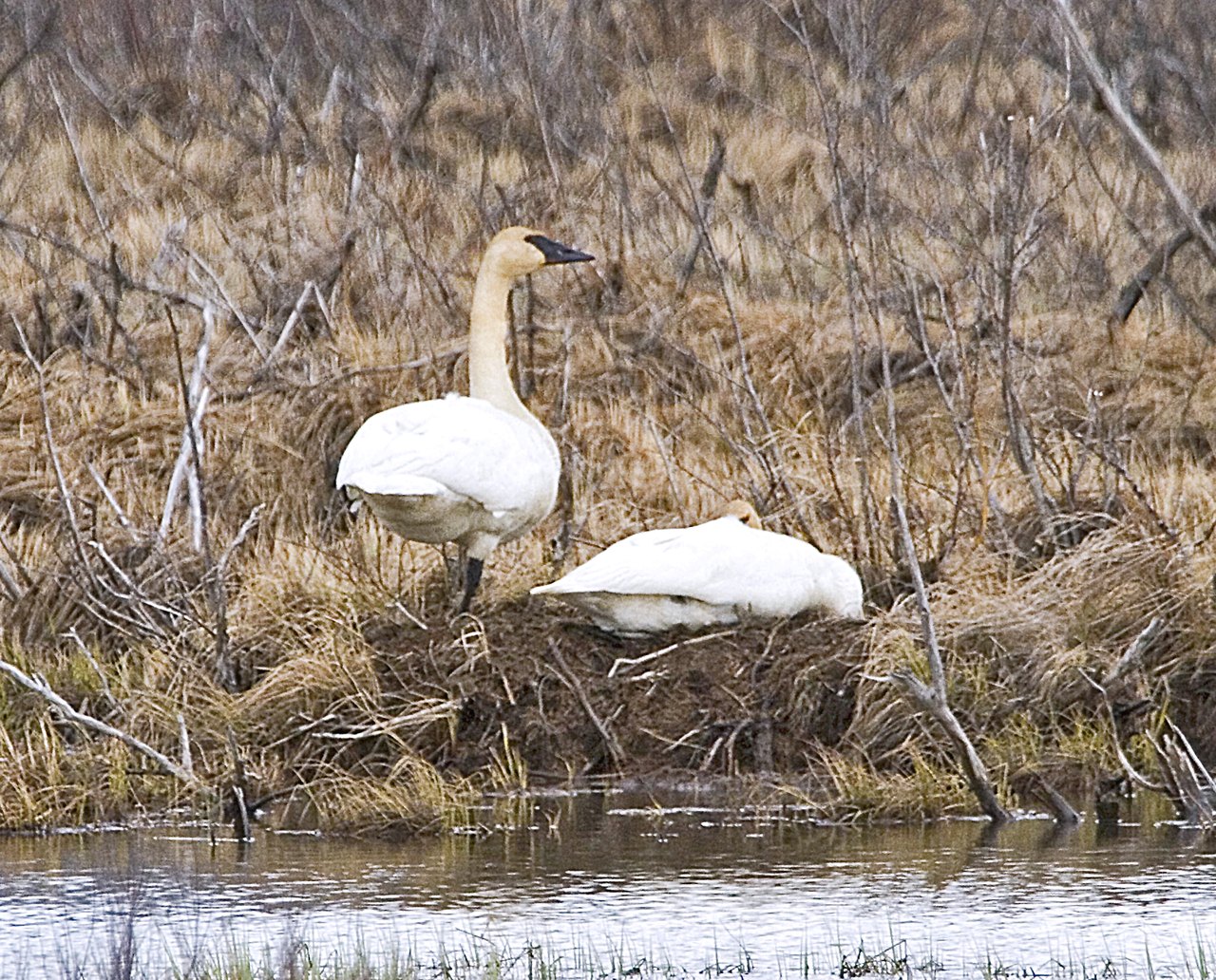 Two trumpeter swans at a reed-bank nest, one standing upright on guard and the other settled low on the mound beside the water