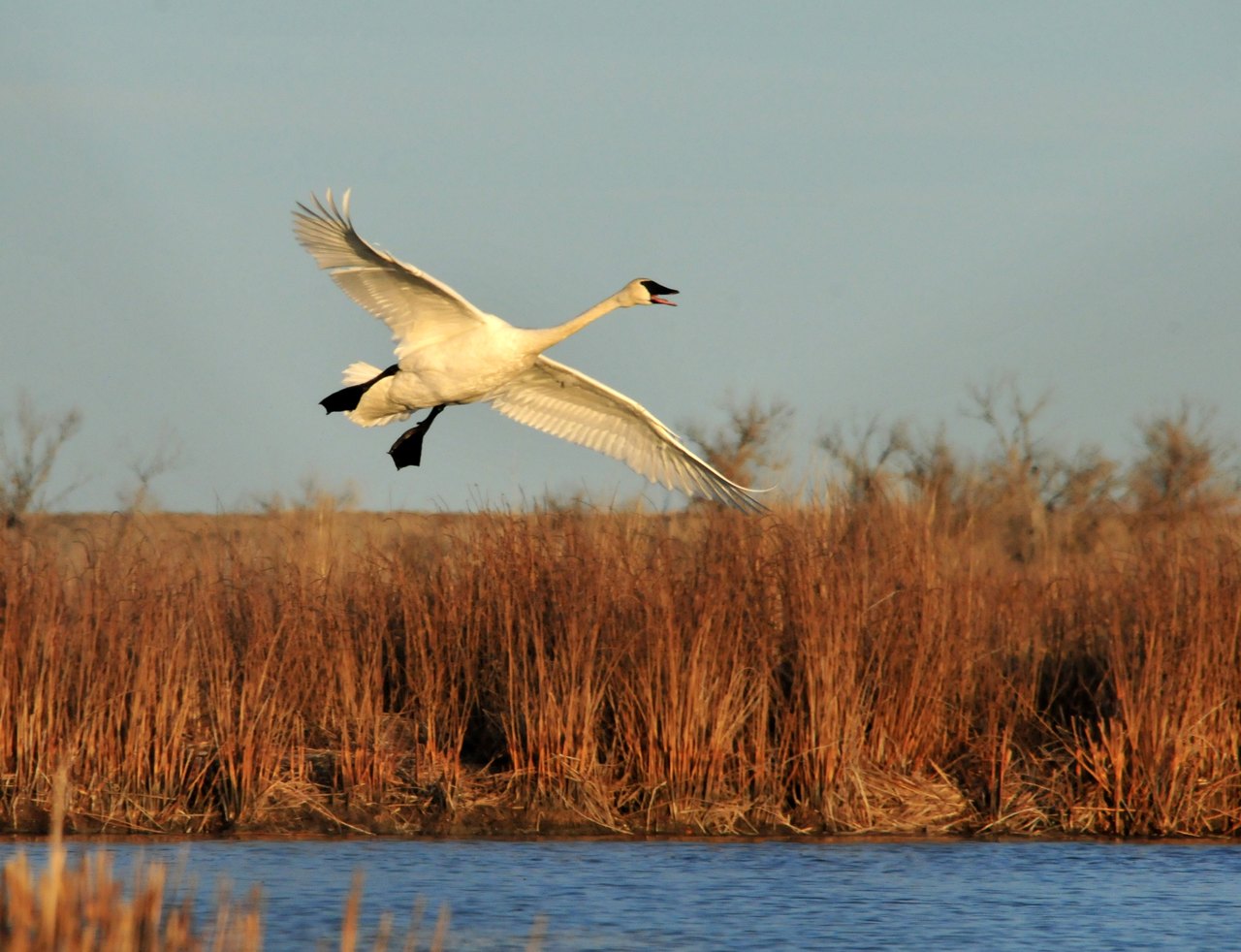 A trumpeter swan dropping toward the surface of a marsh with wings cupped and feet reaching forward, tawny reeds filling the far bank