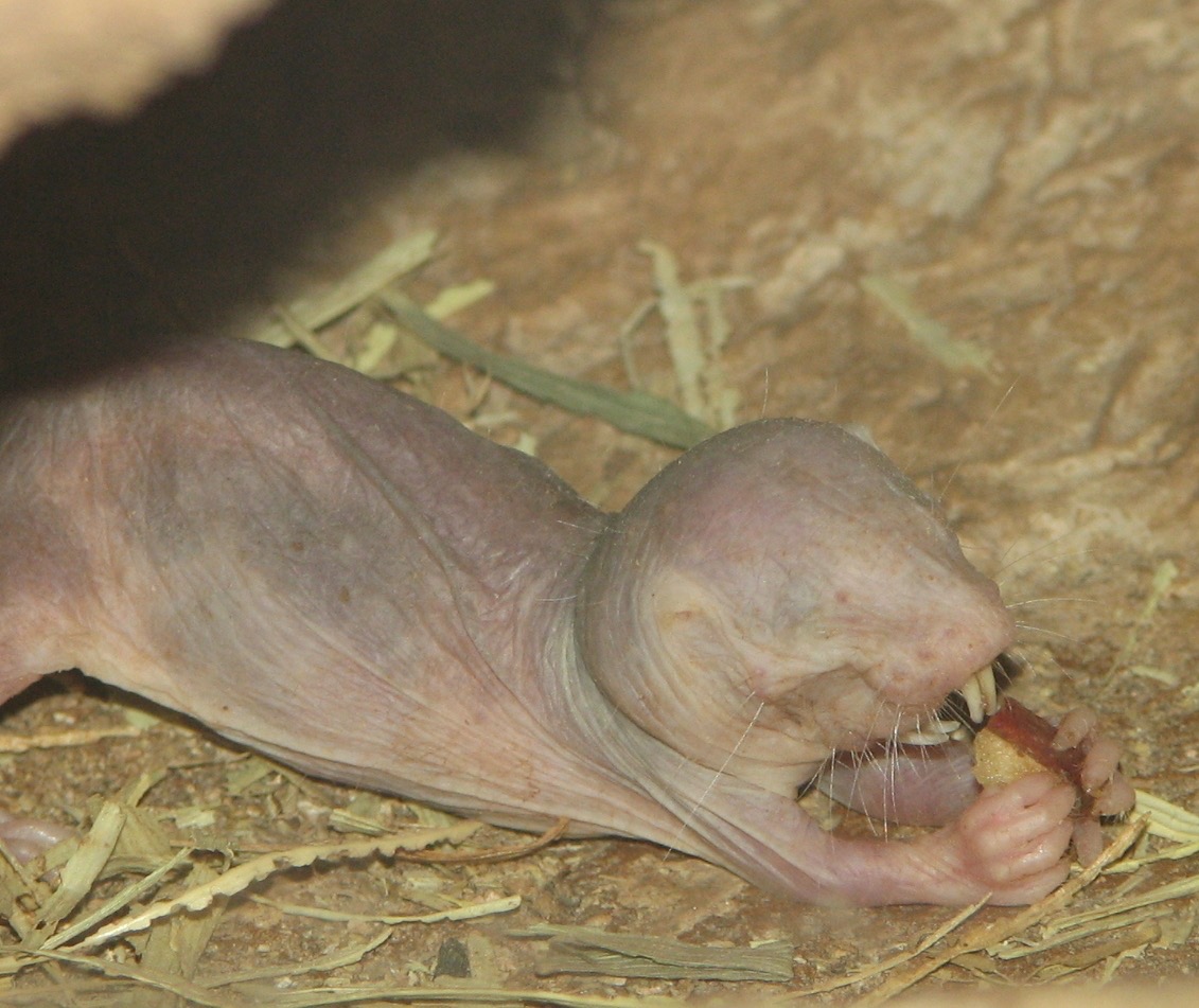 A pink, nearly hairless rodent with wrinkled skin and large protruding front teeth, gnawing a piece of fruit on sandy ground