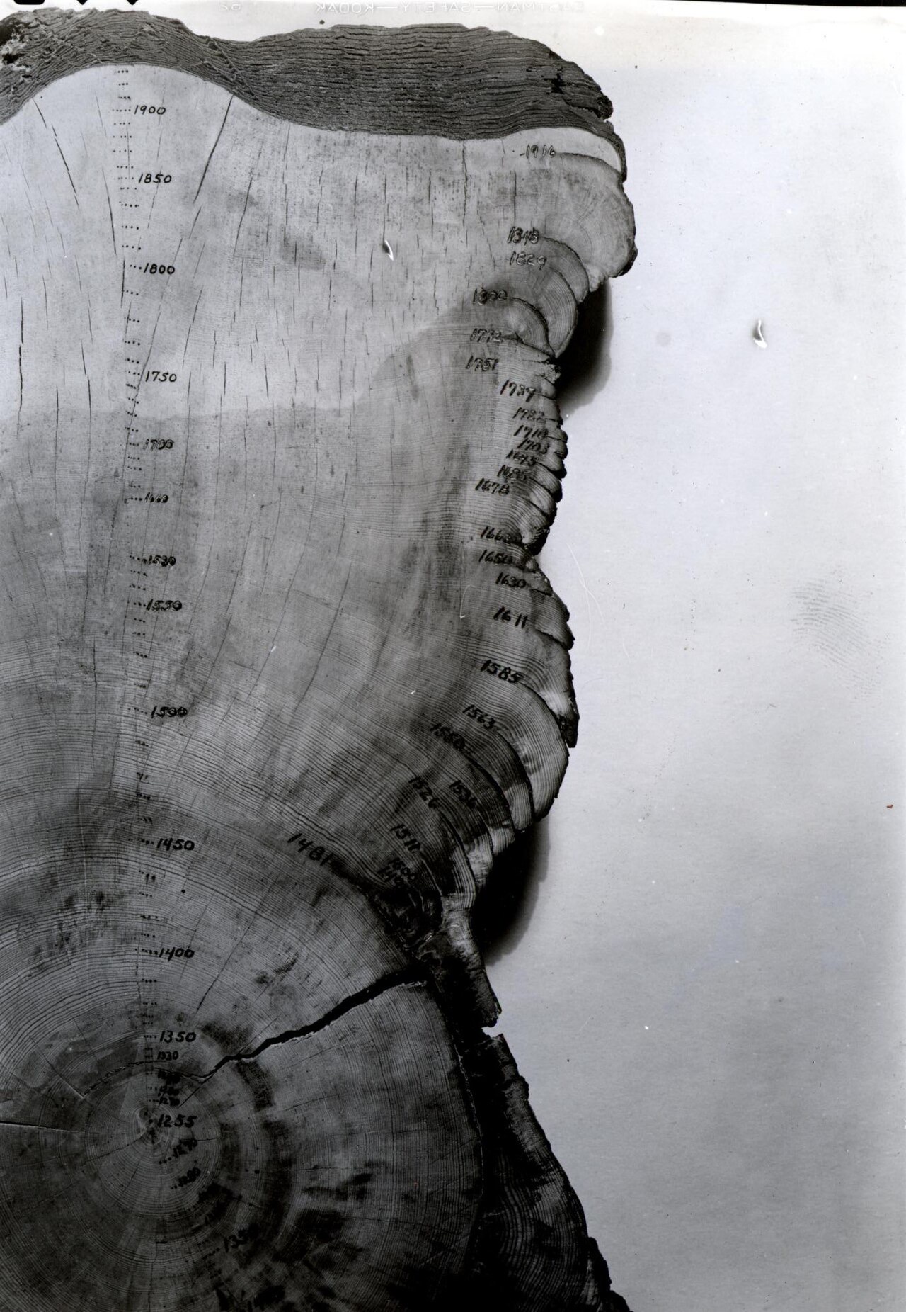 A black-and-white photograph of a huge pine stump cross-section, with years from 1255 to 1916 handwritten along the rings and a stack of curling fire scars on its right side