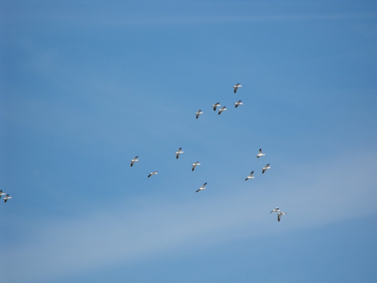 A loose flock of white snow geese with black wingtips descends against a pale blue sky, wings spread as they come in to land