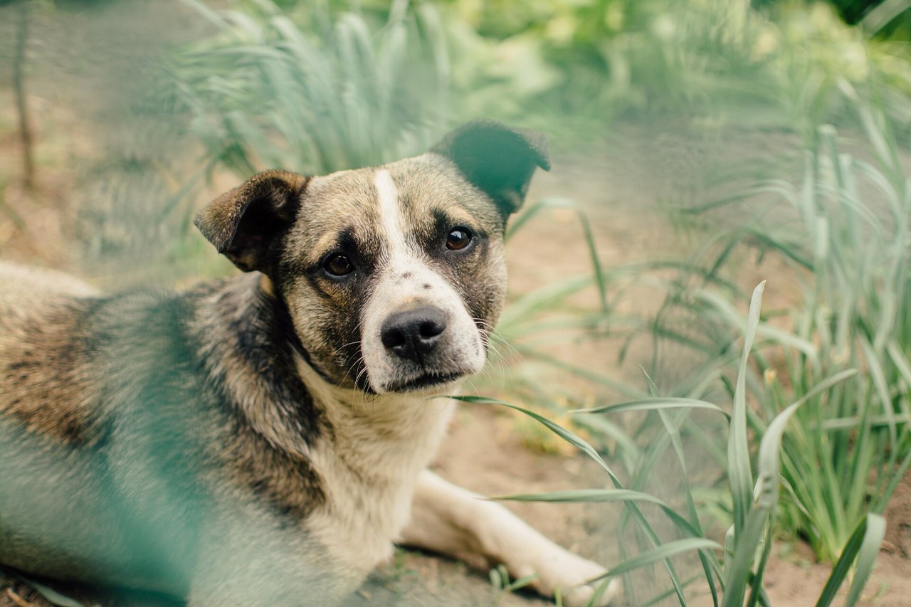 A brown-and-white mixed-breed dog lying in tall green grass, ears cocked, looking straight up at the camera with wide, hopeful eyes