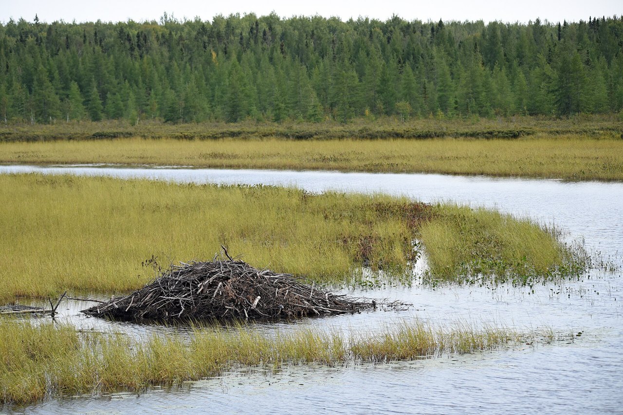 A large dome-shaped mound of tangled sticks rising from shallow water among yellow marsh grass, with a wall of dark evergreen forest behind