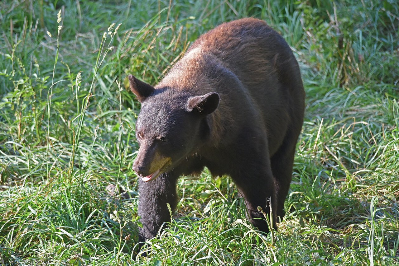A large dark-brown black bear walking through tall green grass with its head lowered and mouth slightly open, seen from above and in front
