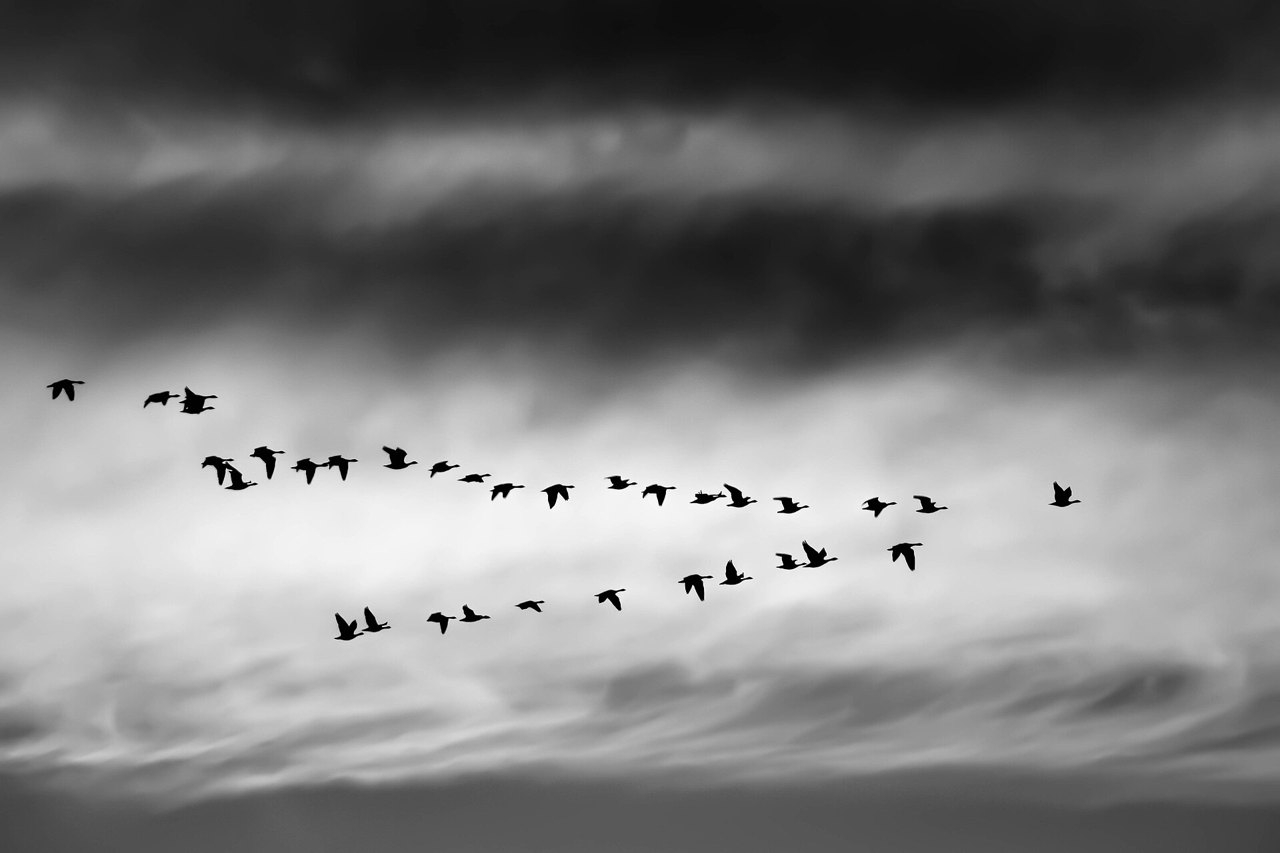 A black-and-white photograph of a loose flock of geese in flight, strung out in ragged lines against a dramatic sky of dark and pale clouds