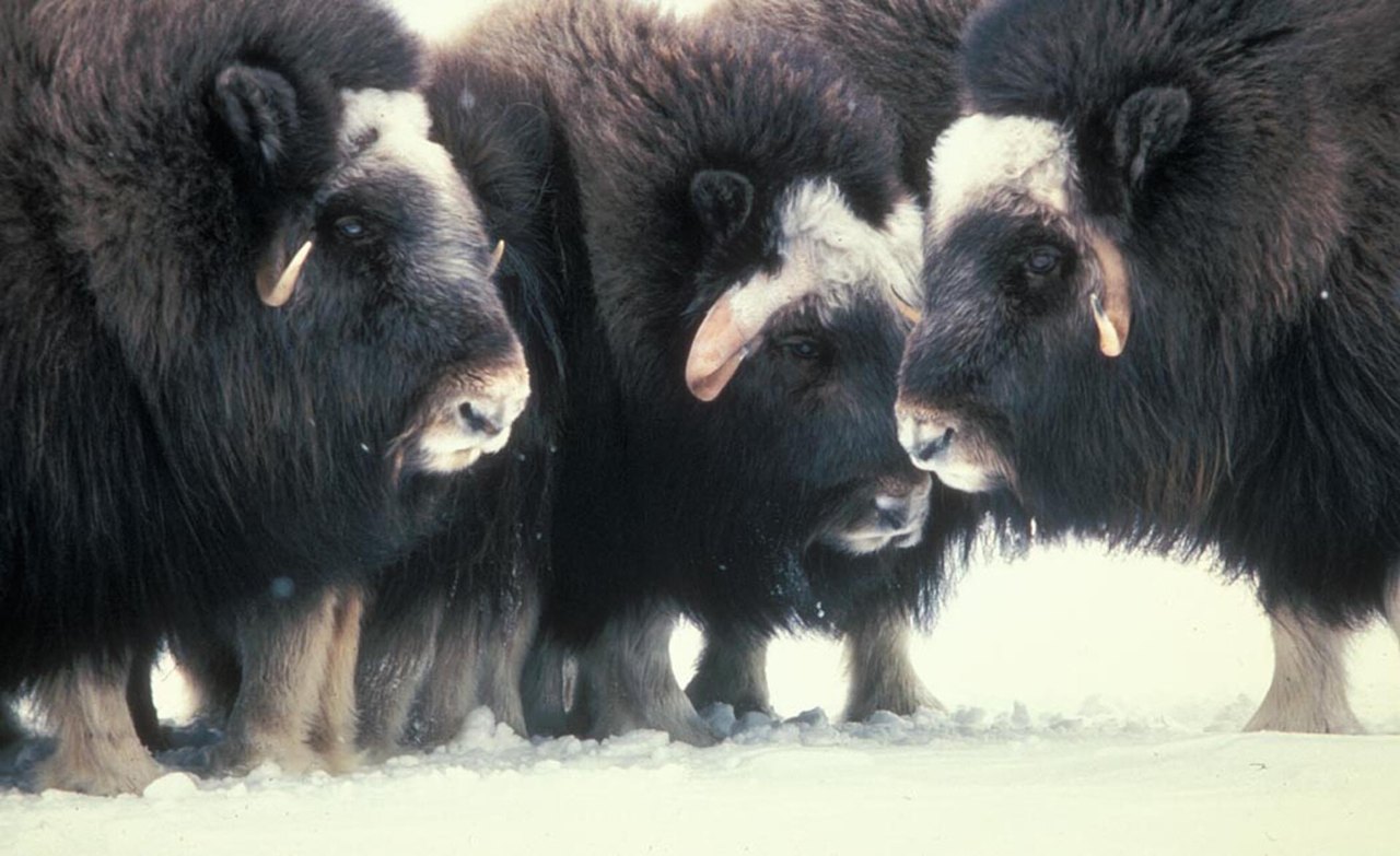 Three shaggy dark muskoxen standing shoulder to shoulder on snow, their curved horns and pale faces turned toward the camera