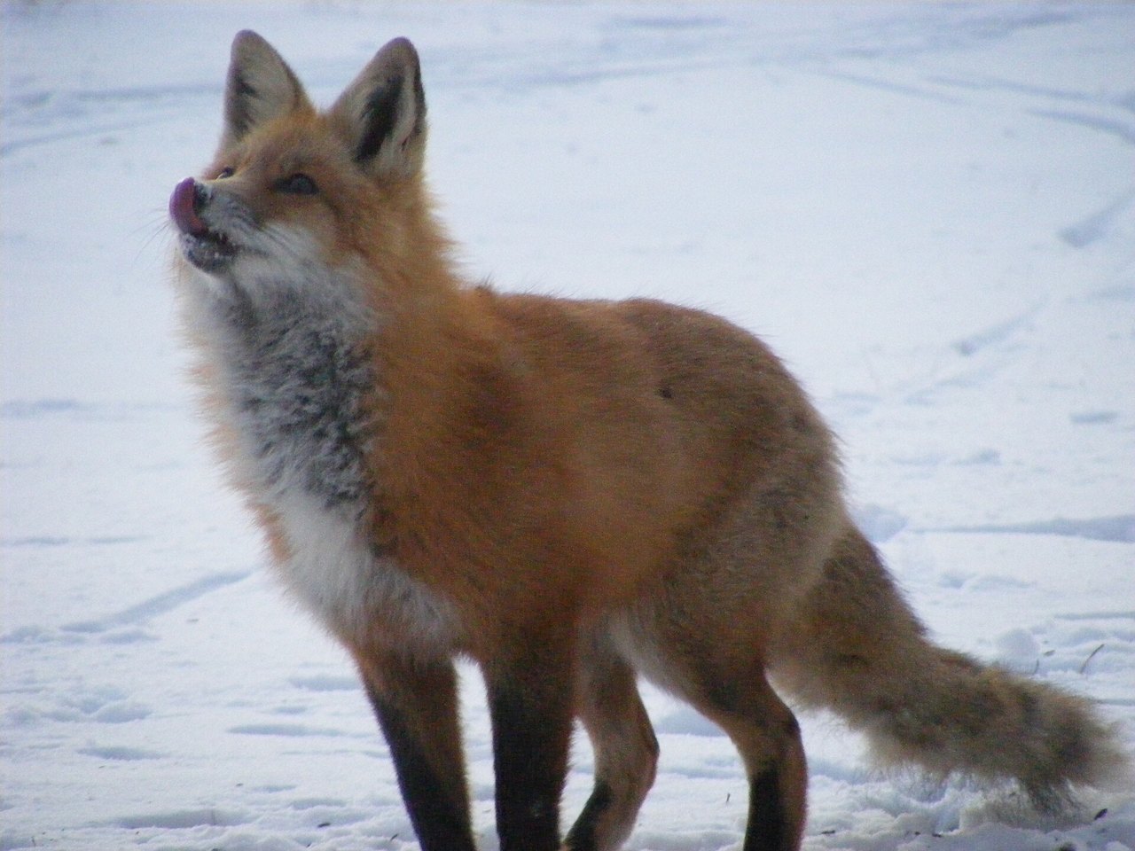 A red fox standing on snow, its thick orange coat and white chest ruffled, head raised and tongue licking its nose as it looks upward