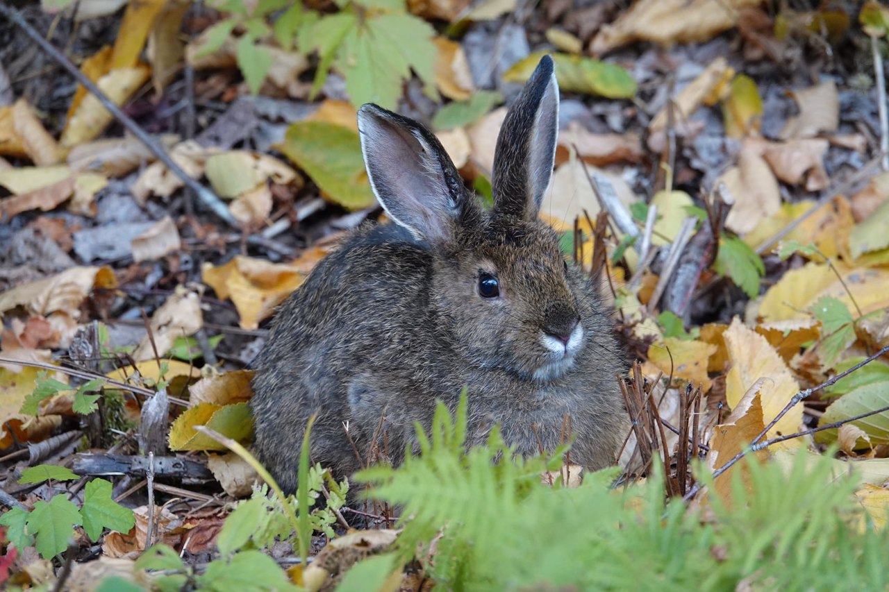 A brown snowshoe hare with tall black-tipped ears sitting among fallen yellow leaves and green ferns, its fur blending with the forest floor