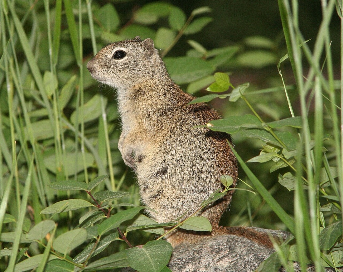 A tan ground squirrel standing bolt upright on a rock among green leaves, forepaws tucked to its chest, looking to the left