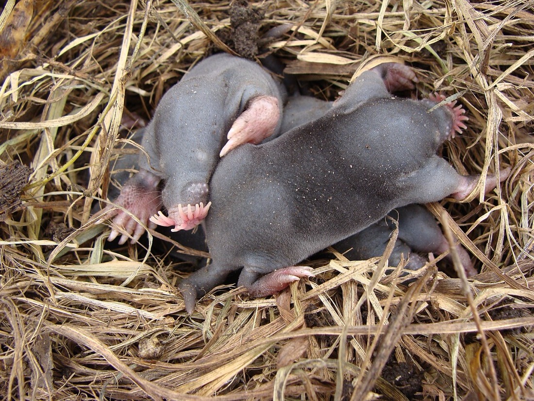 Three young dark-gray moles curled together in a nest of dry grass; the nearest one shows a fringe of pink fleshy rays around its snout