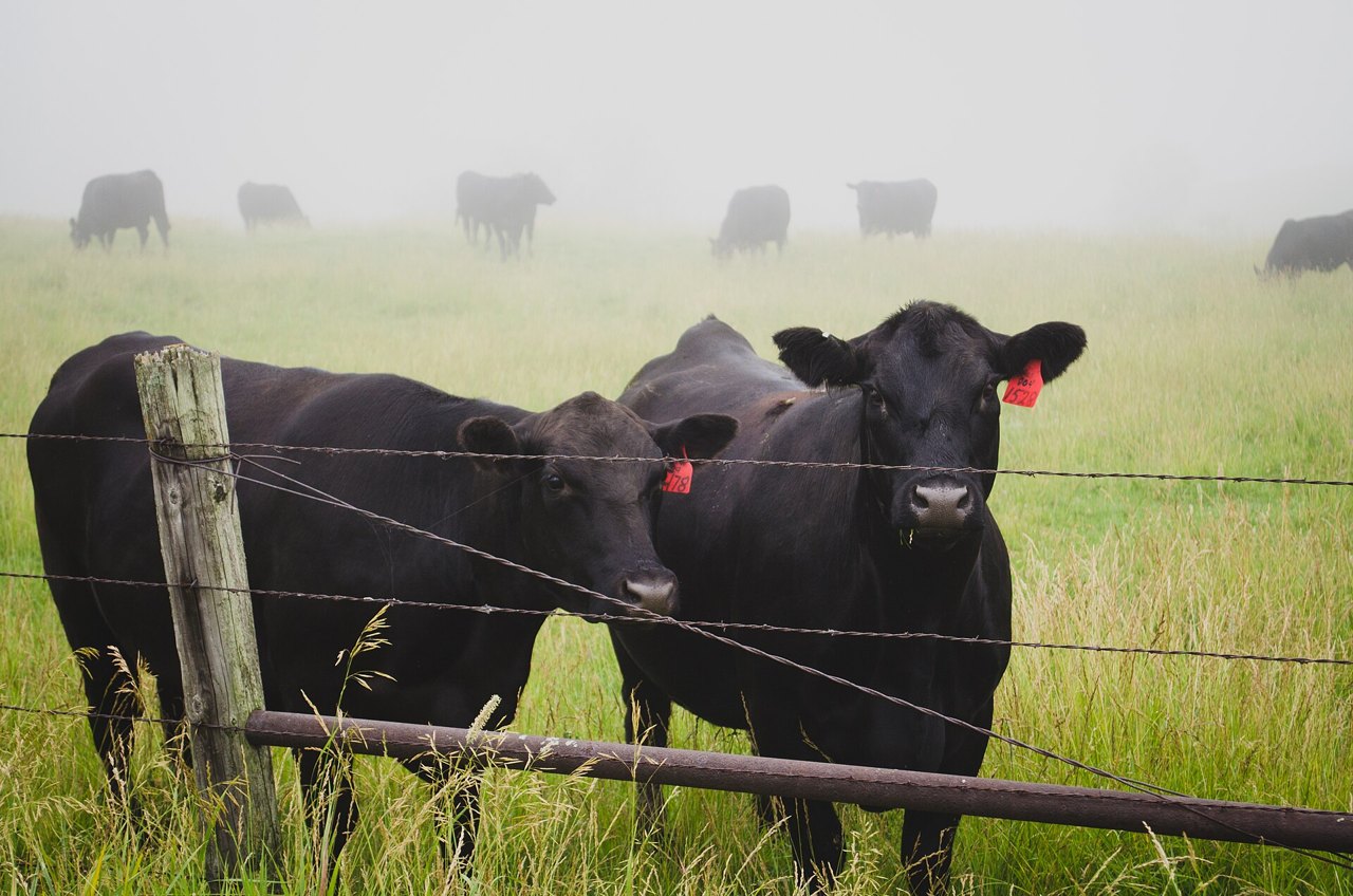 Two black cows standing at a barbed-wire fence in a misty green field, looking at the camera, with more cows grazing faintly in the fog behind them